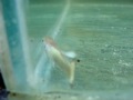 Guppy White Snow
