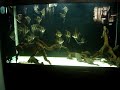 Altum Angelfish-1 Altum Angelfish-1
