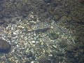 Salmon R�o Trubia 2007 V