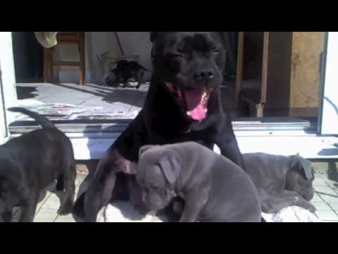 staffie