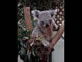 Koala eating