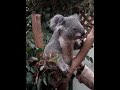 Koala eating