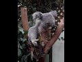 Koala eating