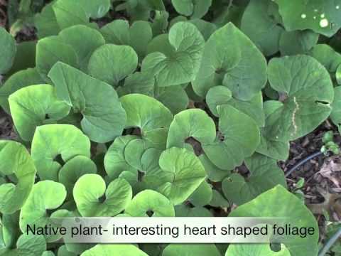 how to fertilize ginger