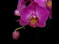 Orchid (Phalaenopsis) Time Lapse