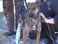 Lucky - der zweibeinige Hund