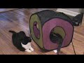 Kittens at play 2