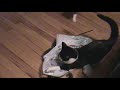 Kittens at play 2