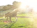 Running horses,