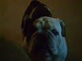 my English Bulldog 