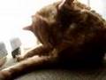 風呂から出てきた猫 Cat that has come out from bath