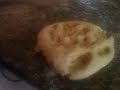 na Cozinha com NeGil