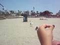 Attack of the Birds!!!