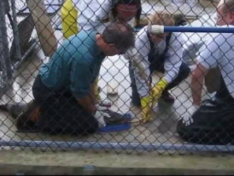 Marine Mammal Center Project