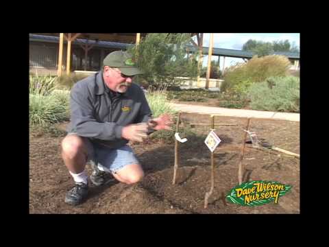 Plant 3 Fruit Trees In 1 Hole