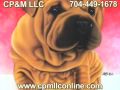 CP & M LLC, Charlotte, NC