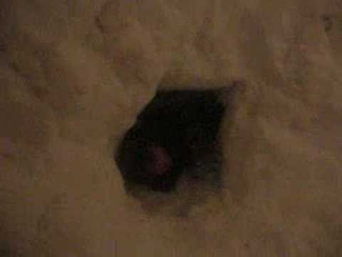 Snow Fort Diving 2003