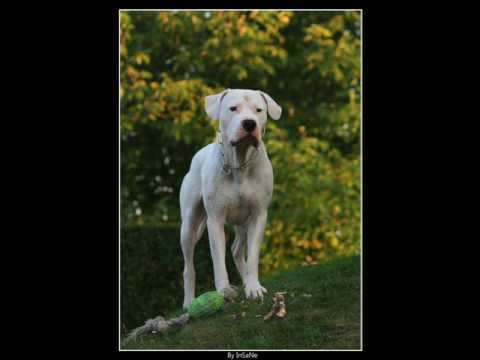 dogue argentin
