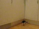 Kattungar i Spangdaln\