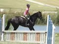 Nigel - big, pretty TB H/J dressage gelding for sale