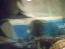 Pets At Home - Letting Their Stick Insects Die! Pets At Home - Letting Their Stick Insects Die!