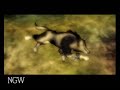 Cutscene, all fused shadows have been recovered! ... zelda twilight princess video walkthrough lakebed temple nintendo wii camecube guide nextgenwalkthroughs 