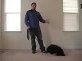 dog-whisperer-326-katrina-dogs1.html