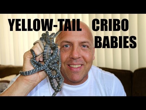 YouTube reptile video