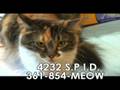videos de Cattery Commercial #3