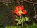 LE TULIPIER DE VIRGINIE.