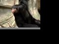 Spider Monkey  by TagTooga.com