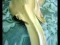 Alright, this is a guitar fish, supposedly the underside of the guitar fish.