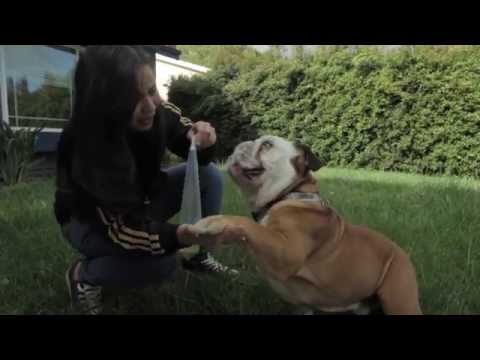 how to collect female dog urine