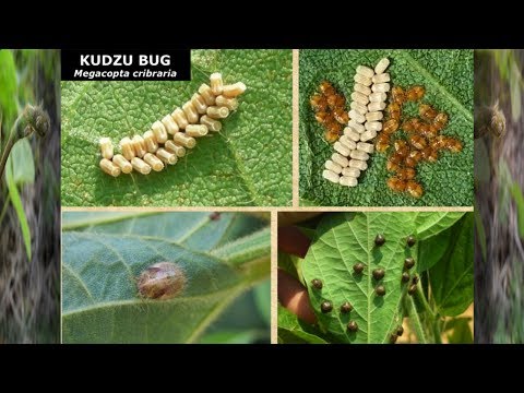 how to control kudzu bugs
