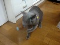 にゃんこボクサー