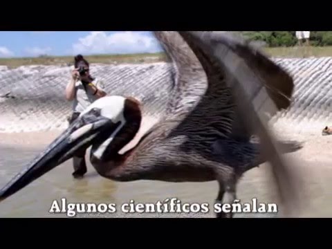 Imagen de previsualización de YouTube
