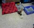 My Puppies(Chihuahua)
