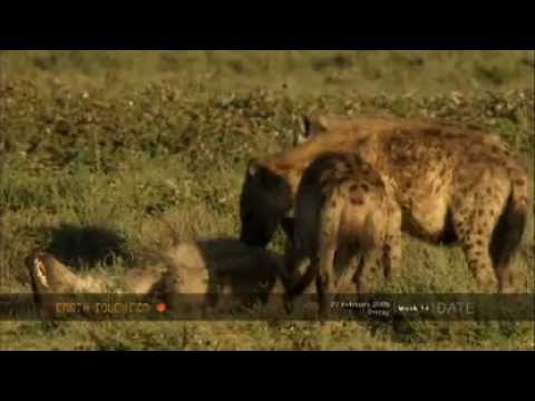 hyena mating