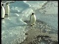 Pinguim atrapalhado Pinguim atrapalhado