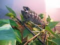 Camaleon agresivo