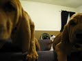 BLOODHOUND PUPPIES BLOODHOUND PUPPIES