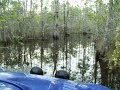 Big Cypress - Rhino