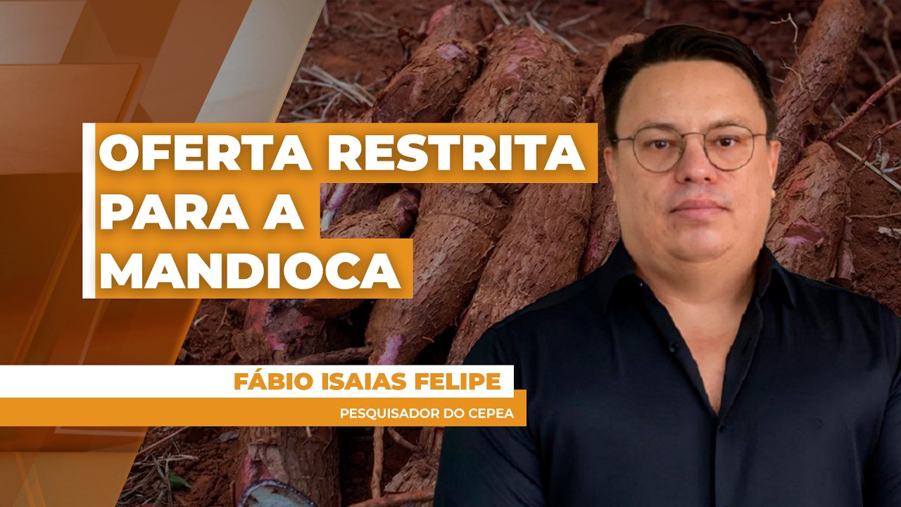 Cenário de comercialização da mandioca se inverte e oferta restrita estimula preços