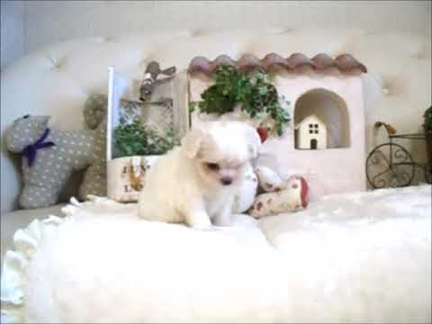 YouTube Preview Image