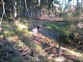 Sch�fer f�r frispel...