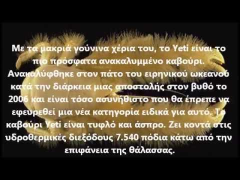 Τα πιο παράξενα ζώα στο κόσμο.. Thumbnail