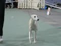 BOS - wystawa NORSK Kennel Klub, Hamar