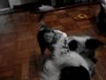 videos de Border Collies 06