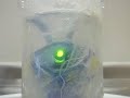 Hatching a Test Tube Alien