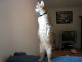 Standing Cat
